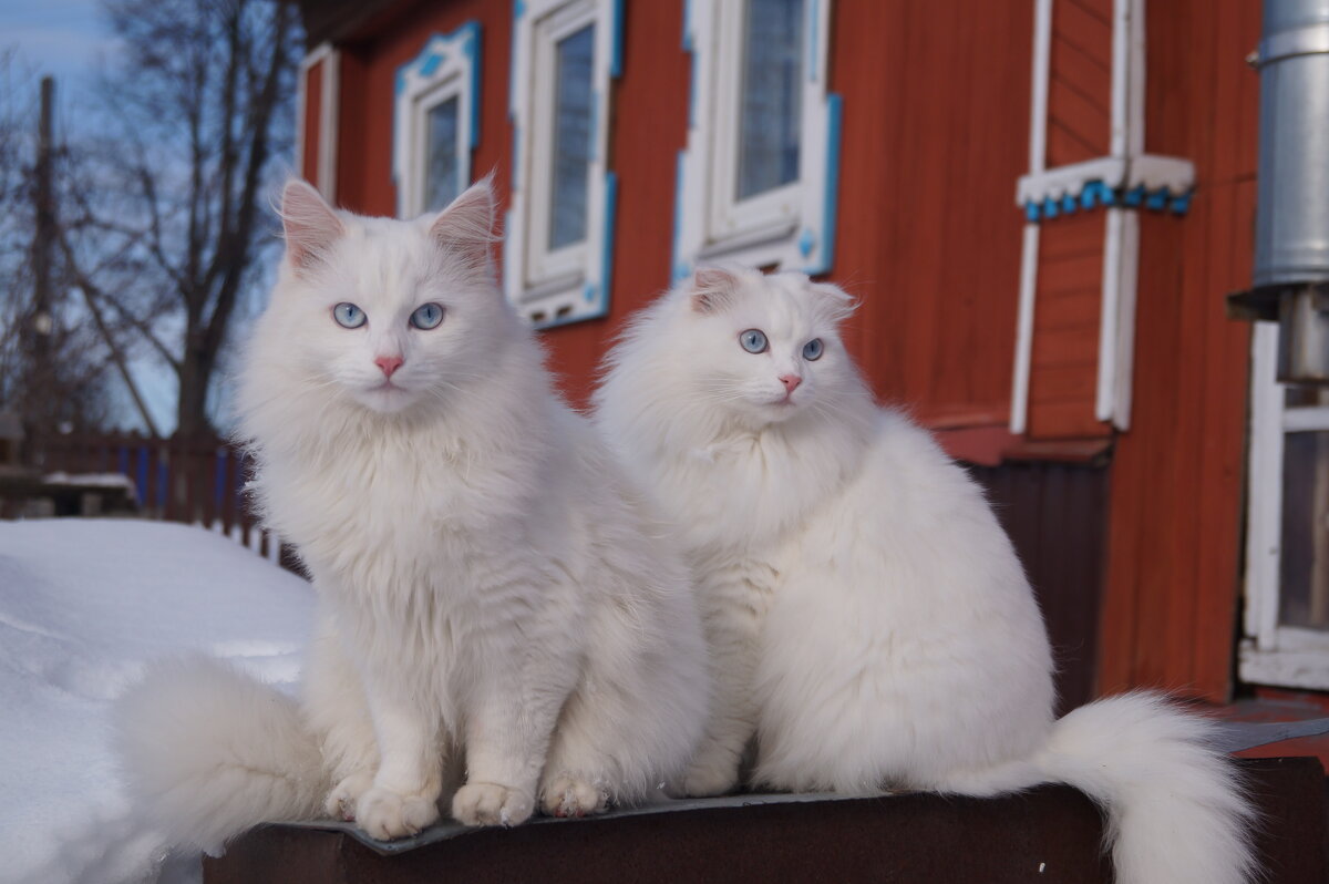 Ася и Пушок - Сергей Ц