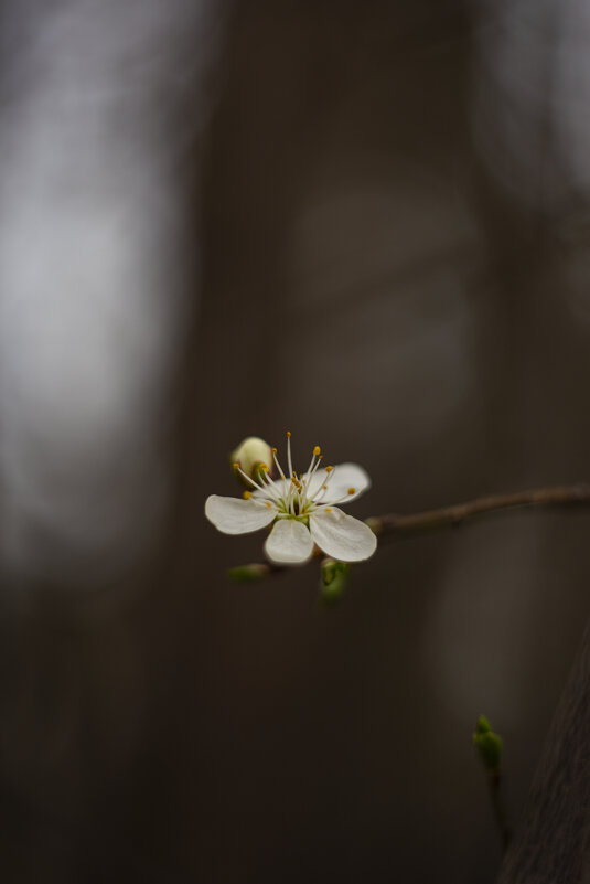 *** - Яна Горбунова