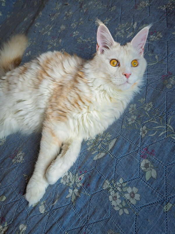 Эльза. - Борис Калитенко