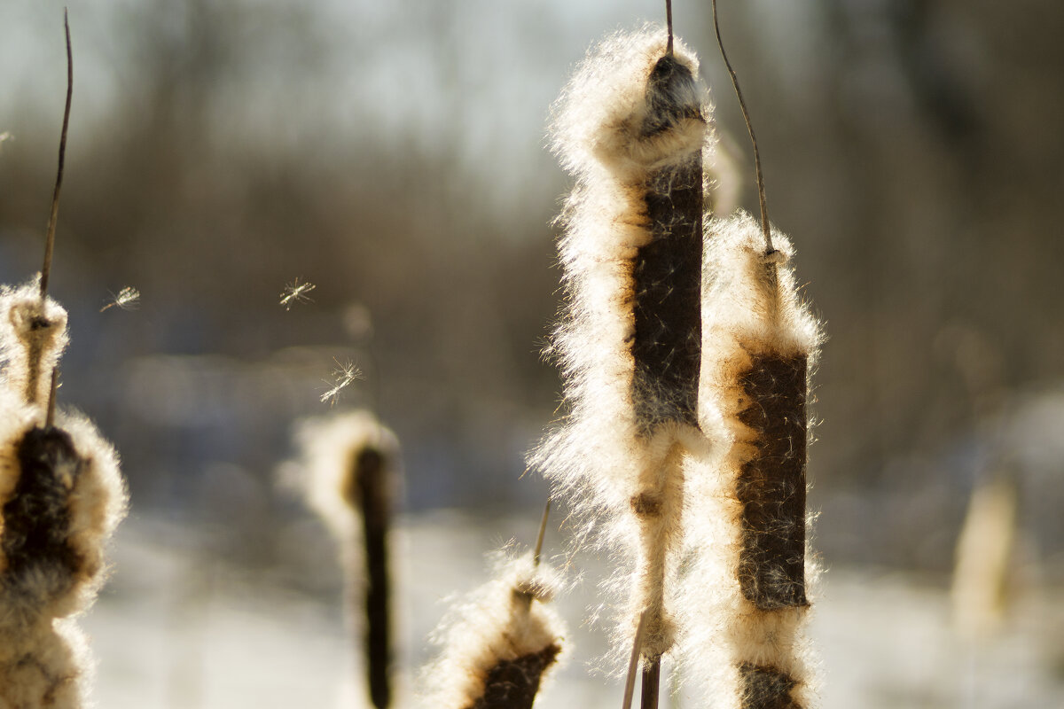 Пух летит - sorovey Sol Пух летит - sorovey Sol