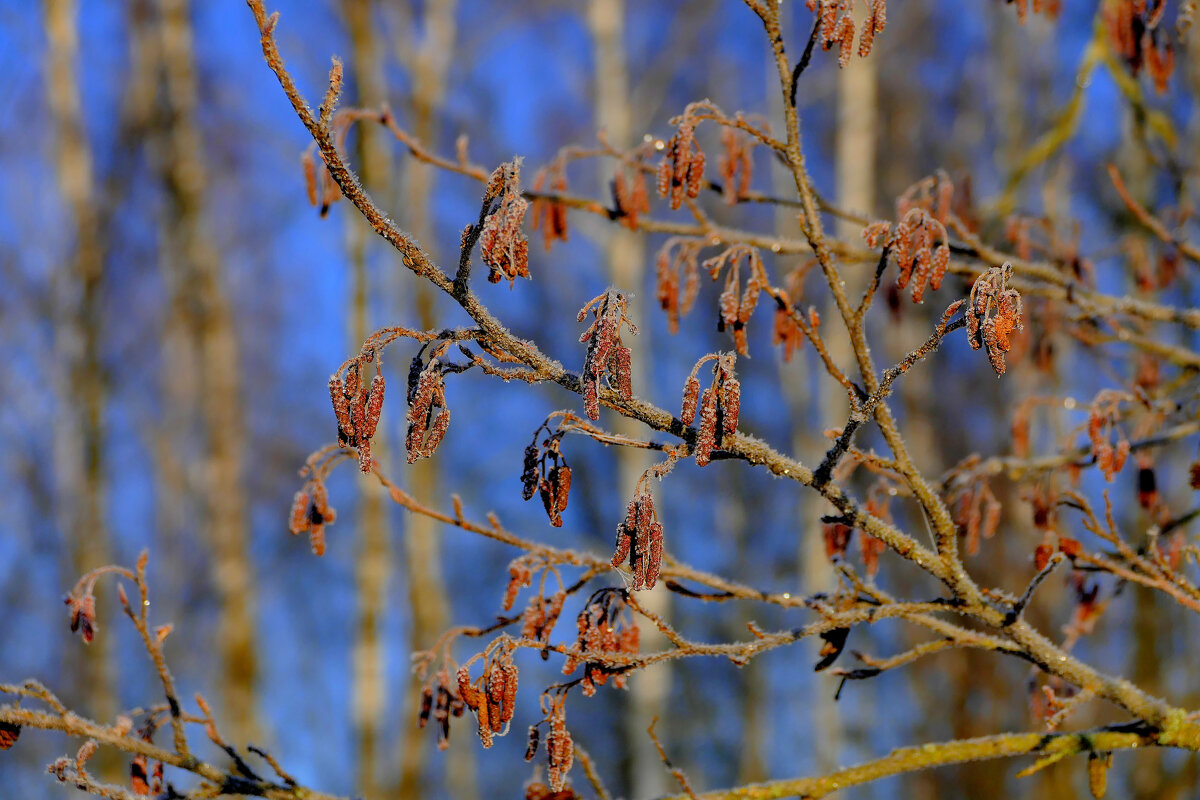 февраль. вчерашнее утро 2 - Александр Прокудин