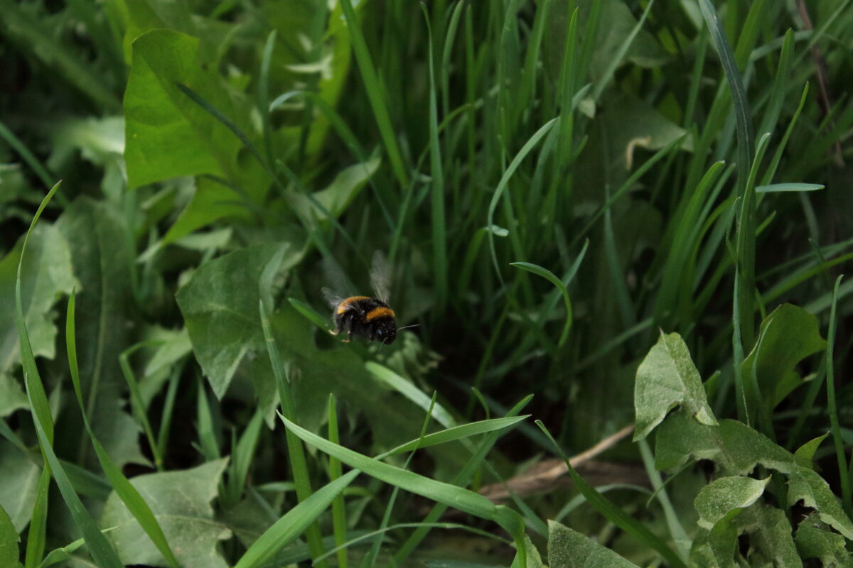 полёт шмеля - Александр Кольцов