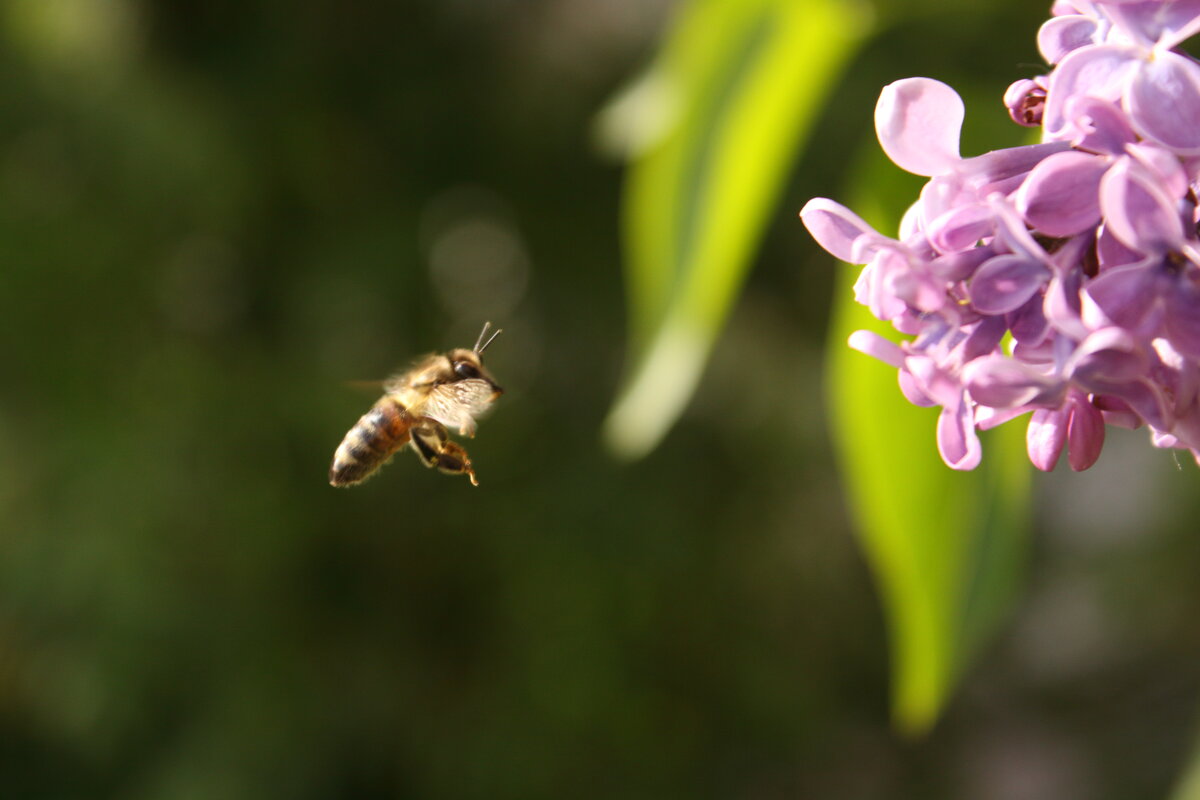 пчела в полёте - Александр Кольцов пчела в полёте - Александр Кольцов