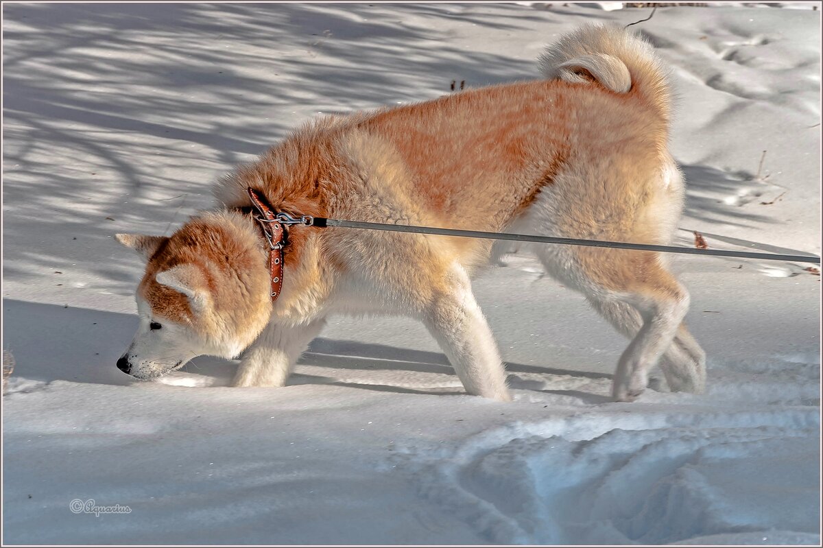 Про февраль... - Aquarius - Сергей Про февраль... - Aquarius - Сергей