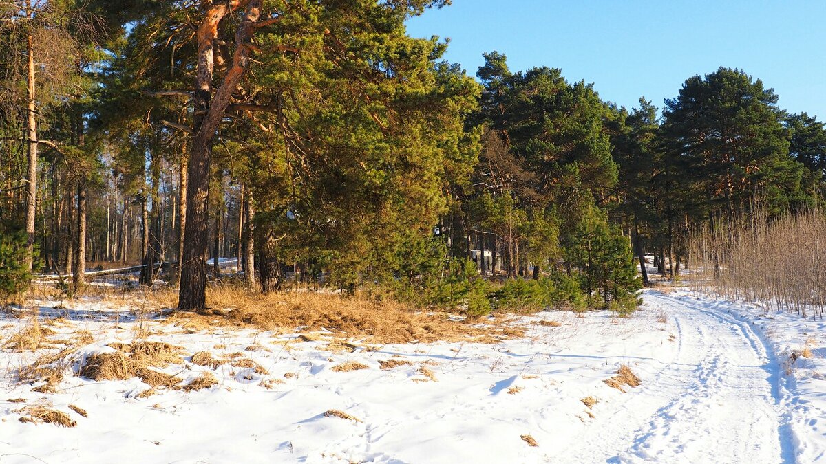 Даже воздух наполнен весной. - Милешкин Владимир Алексеевич 