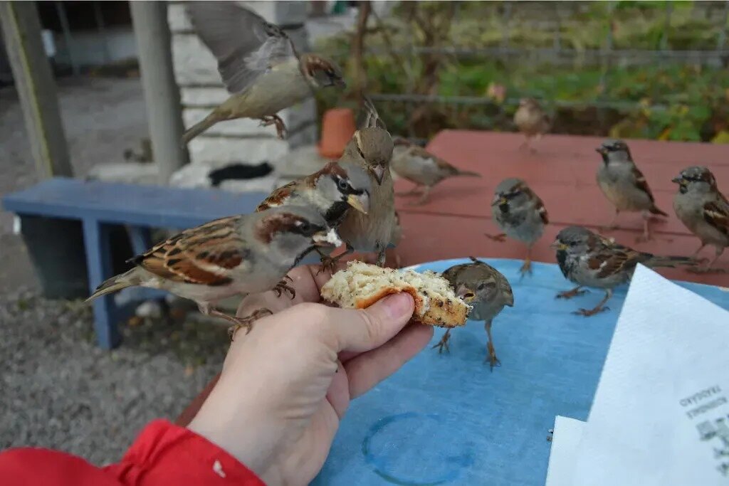 "Мафия" - Надежда 