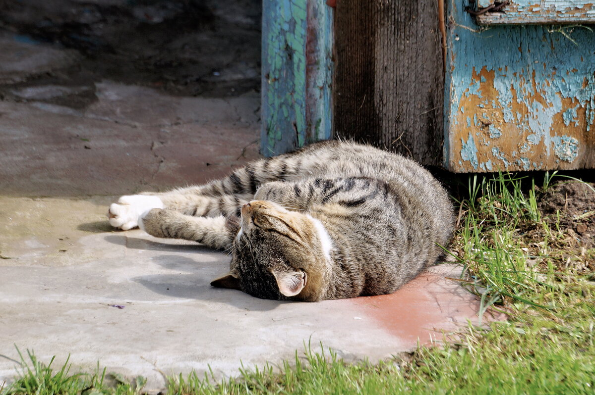 Деревенский - Валерий Судачок