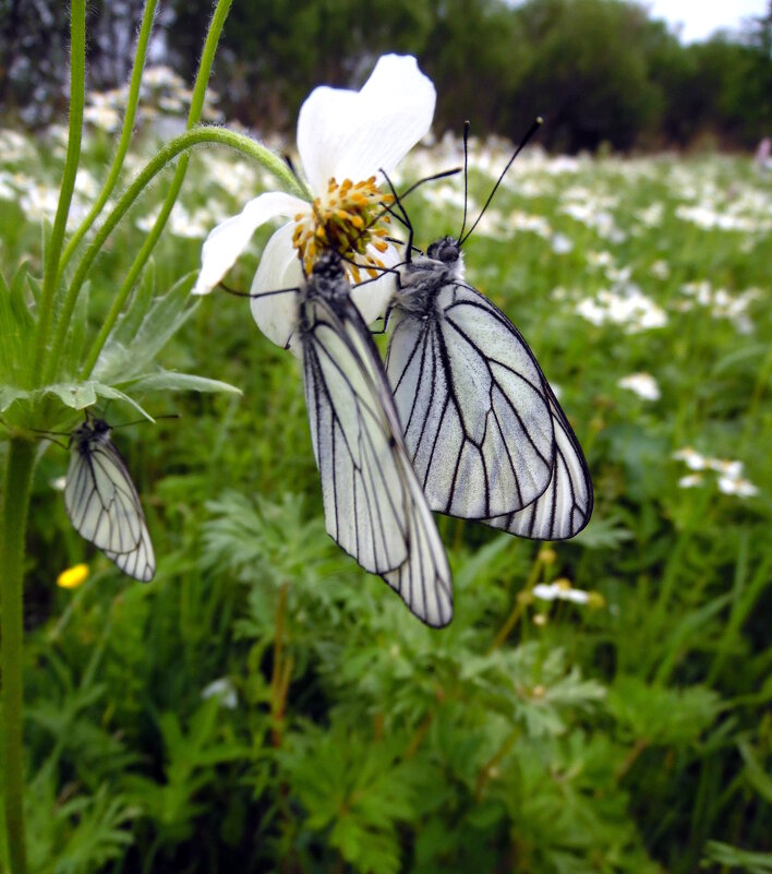Бабочки. - nadyasilyuk Вознюк Бабочки. - nadyasilyuk Вознюк