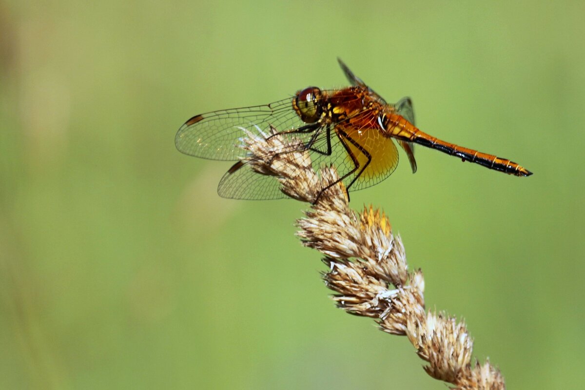 Стрекоза - Юрий. Шмаков Стрекоза - Юрий. Шмаков