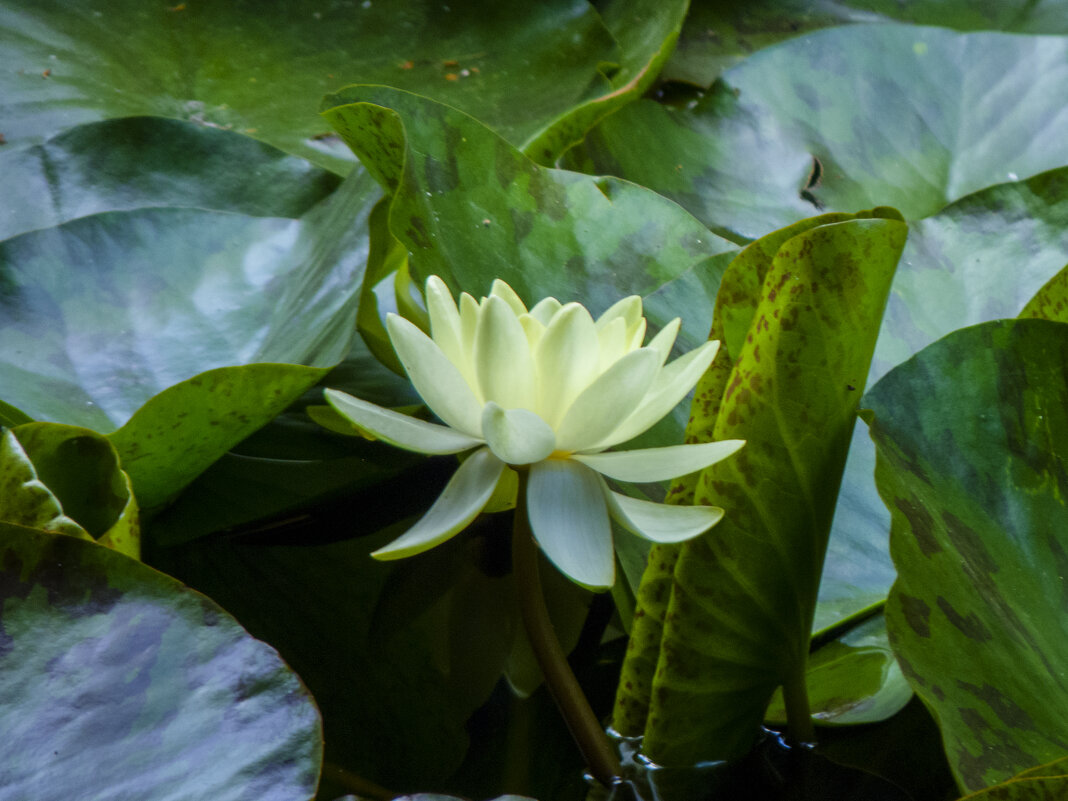 Белая водяная лилия - Валентин Семчишин Белая водяная лилия - Валентин Семчишин