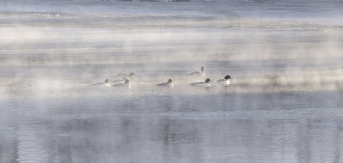 крохали - юрий макаров