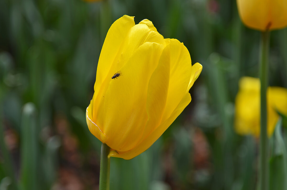 Тюльпан - Валерий Пославский