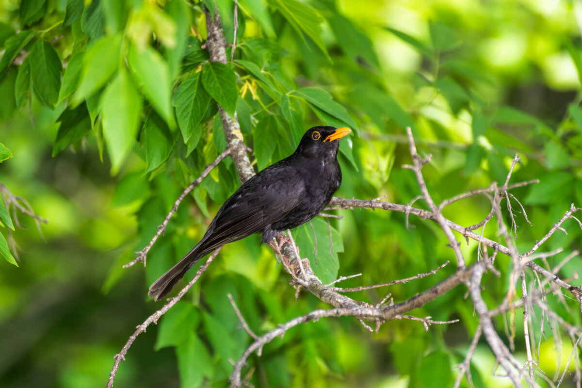 Черный дрозд - Игорь Сикорский
