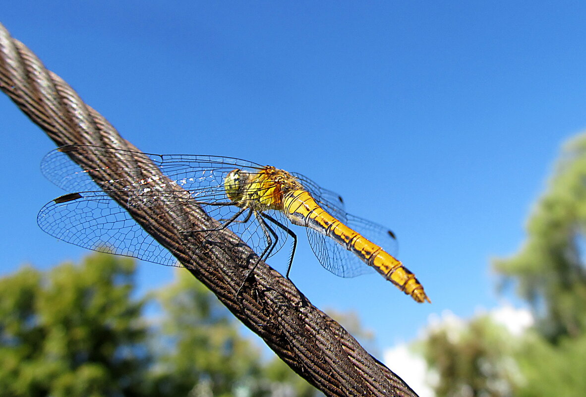 Стрекоза - PRP Стрекоза - PRP