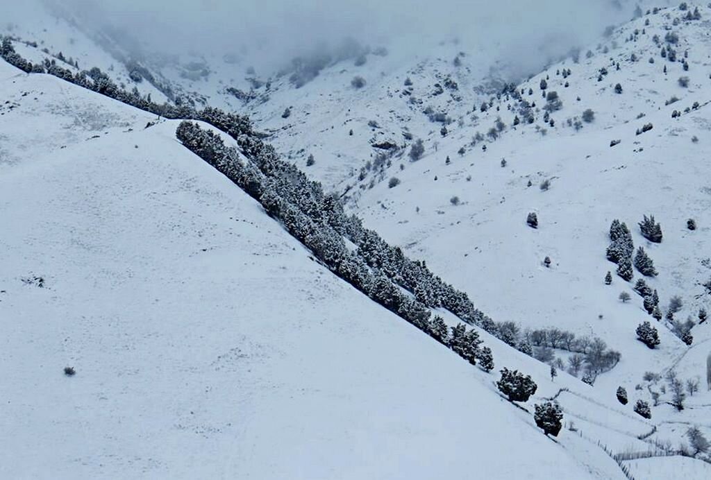 ЗИМНЯЯ ПРОГУЛКА, диагональ. - Виктор Осипчук