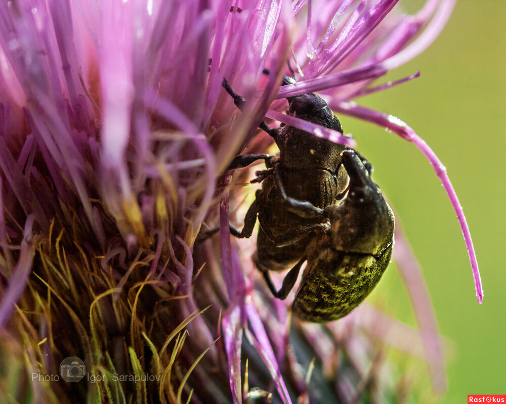 Долгоносики - Игорь Сарапулов