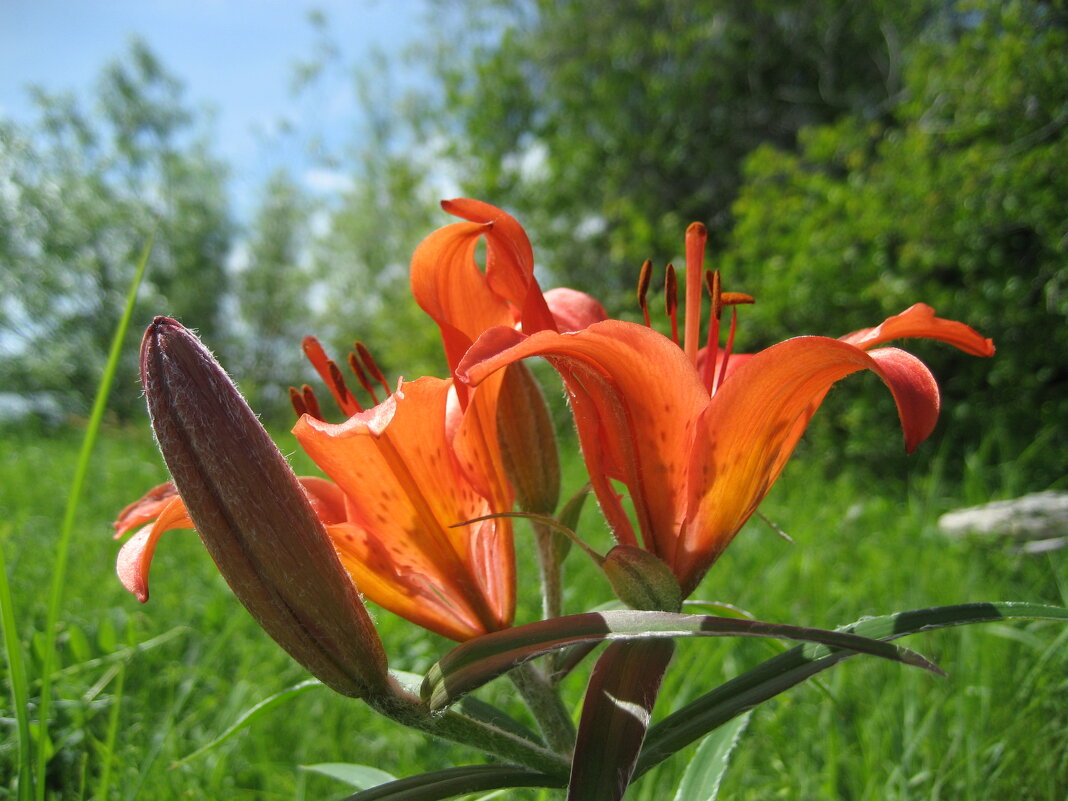 Лилия даурская - Anna Ivanova Лилия даурская - Anna Ivanova