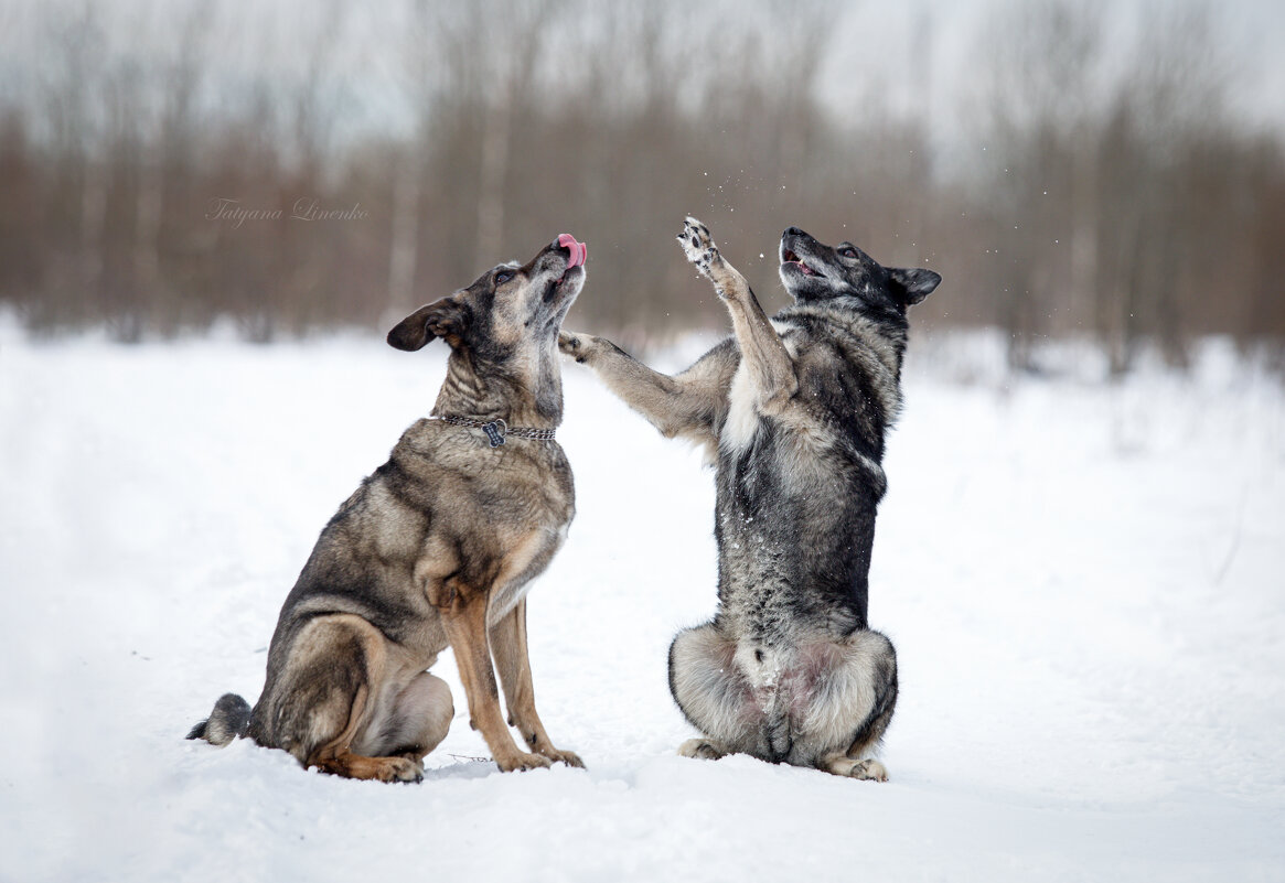 --- - Татьяна Линенко