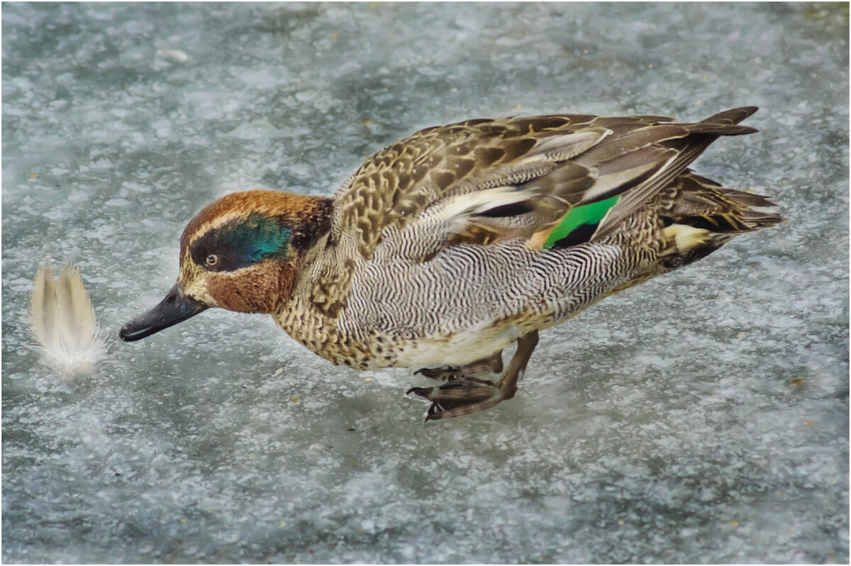 Чирок - свистунок - Валентин Котляров