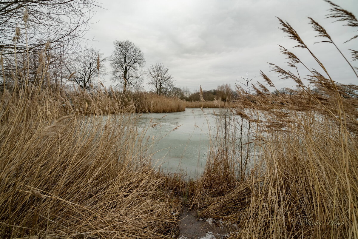 Через тростник... - Николай Гирш Через тростник... - Николай Гирш