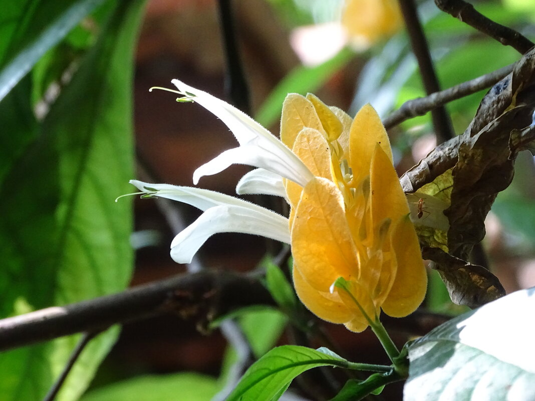 Пахистахис - Павел Трунцев Пахистахис - Павел Трунцев