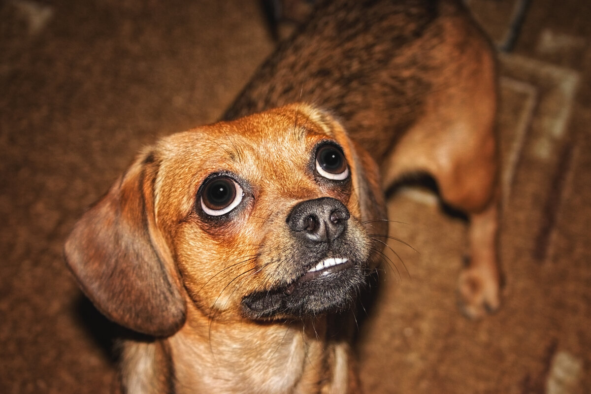 Внимательный обзор - Джованни Луче Внимательный обзор - Джованни Луче