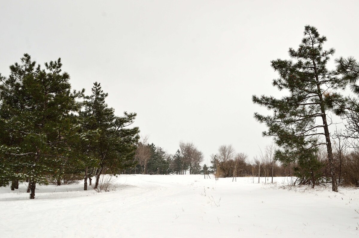 Февраль, пасмурно, мелкий снег... - Александр Стариков Февраль, пасмурно, мелкий снег... - Александр Стариков