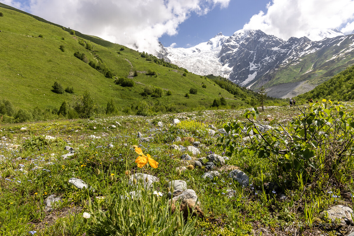 **** - Алексей Соловьев