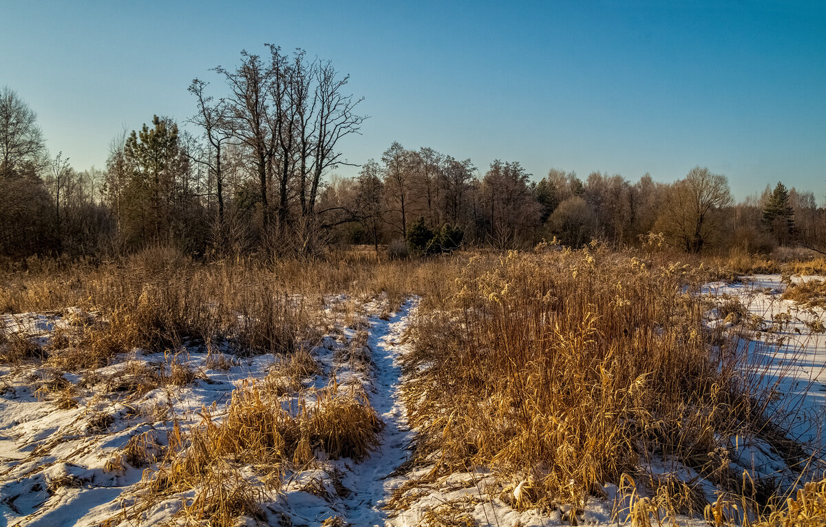 Подмосковная зима.6 - Андрей Дворников