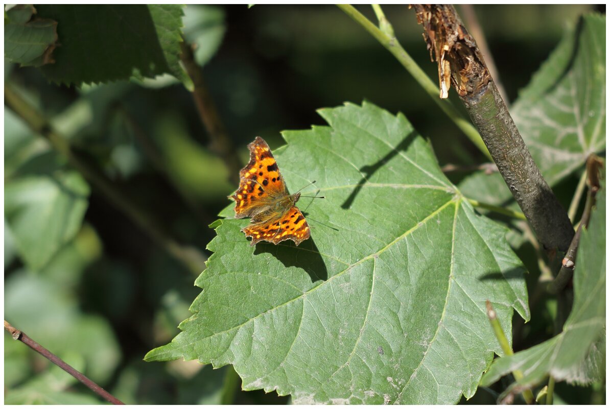бабочка на листе - Александр Кольцов бабочка на листе - Александр Кольцов