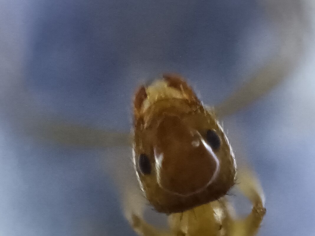 Мурче - Конрад Карлович Михельсон