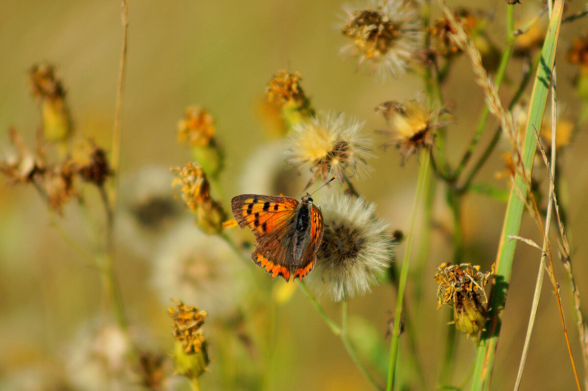 опять про бабочек 395 - Александр Прокудин опять про бабочек 395 - Александр Прокудин