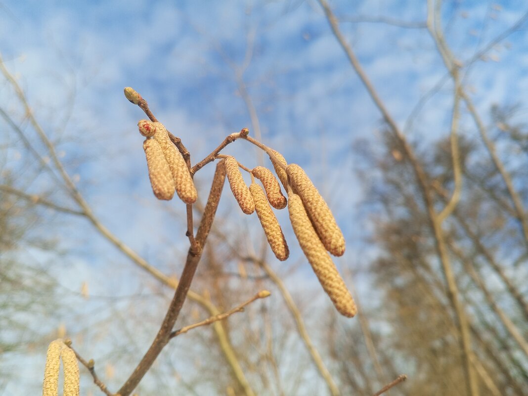 Орешник - Сапсан 