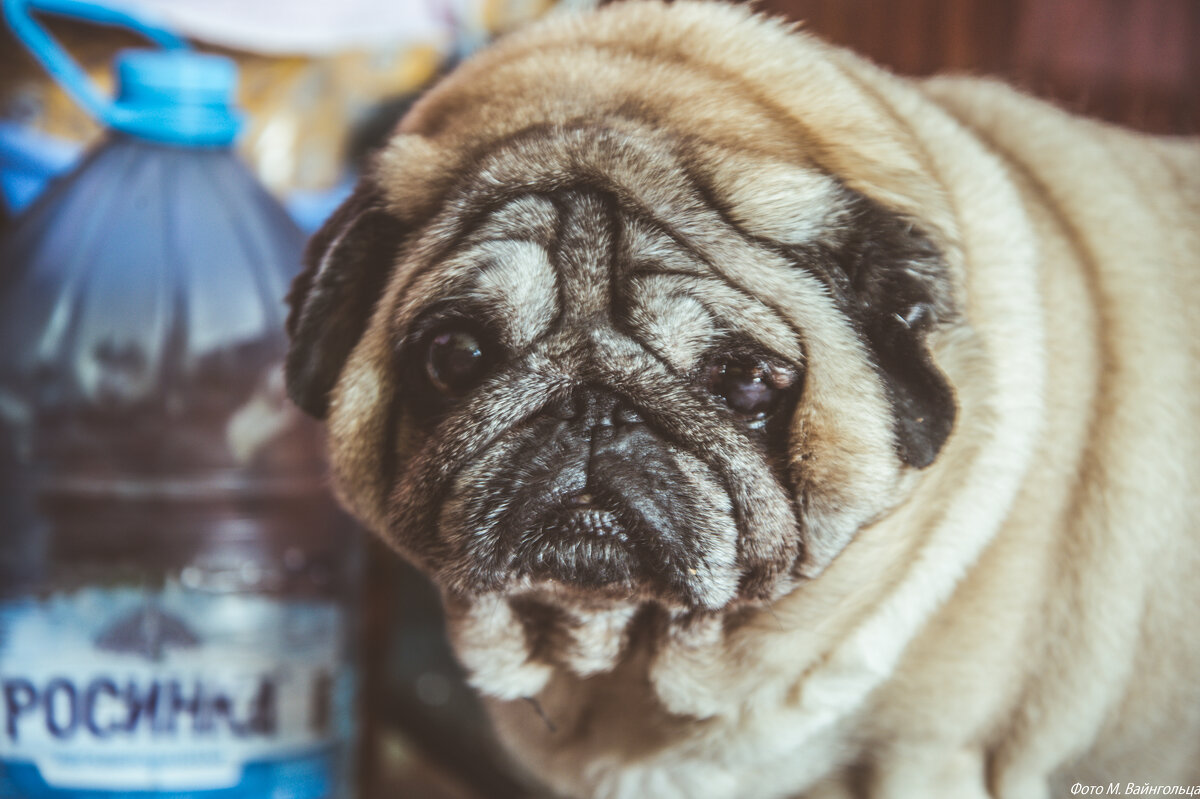 Мопся Лёля - Михаил 