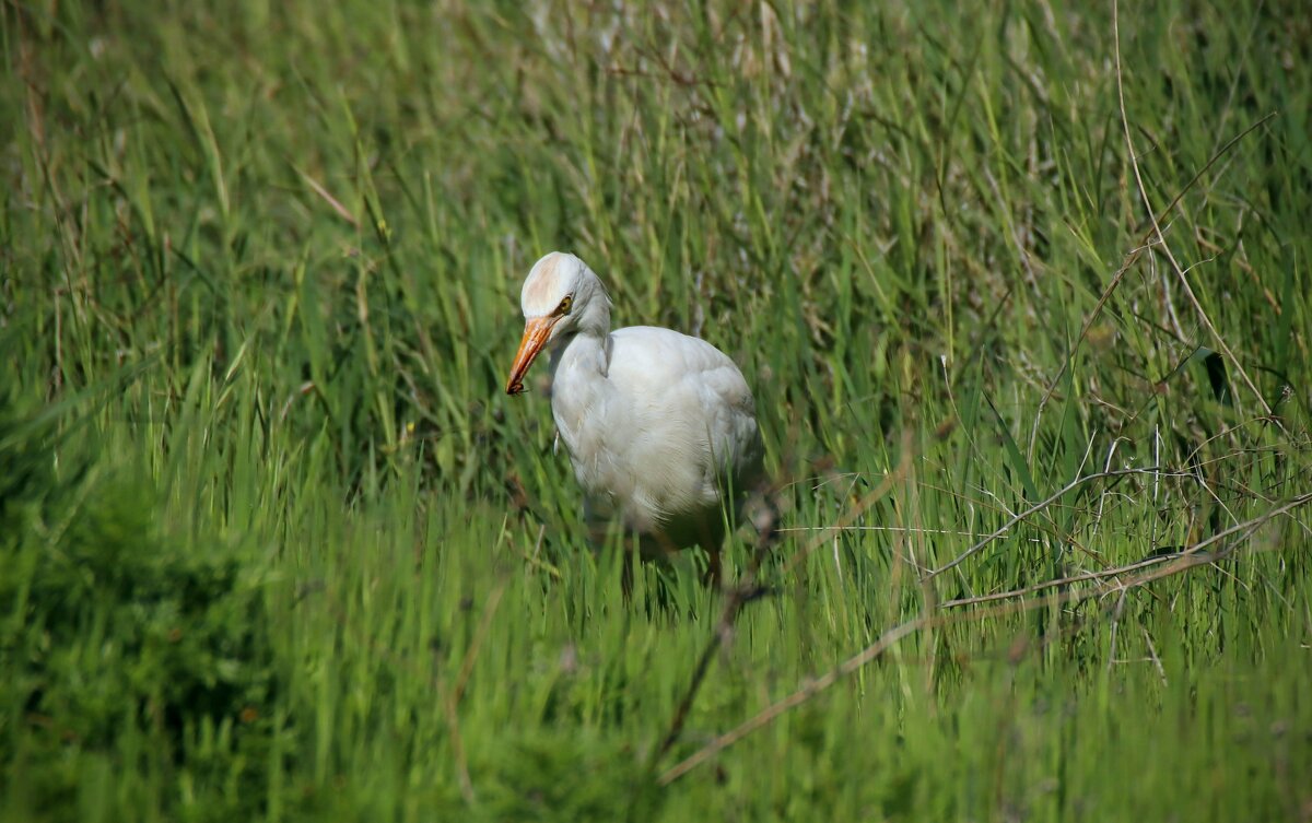 Цапля - Ефим Журбин