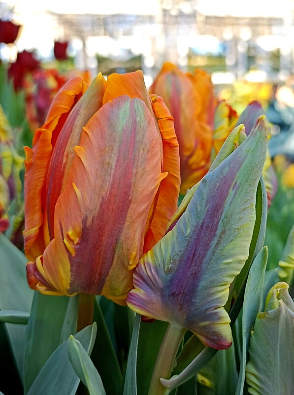 Репетиция весны в Аптекарском огороде. - Pippa 