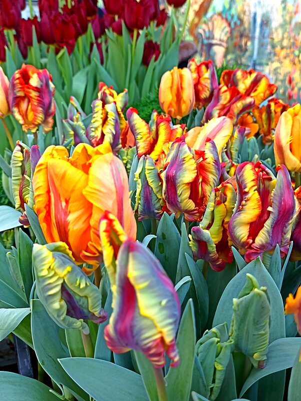 Репетиция весны в Аптекарском огороде. - Pippa 