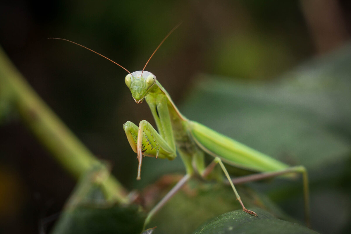Богомол. - Дмитрий Кобзев