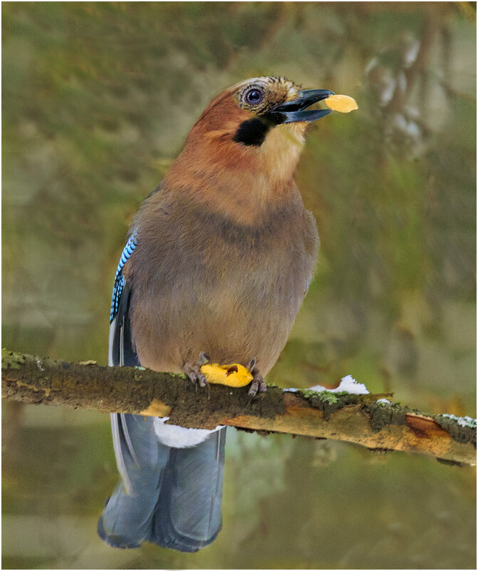 Сойке где-то бог послал кусочек... - Валентин Котляров Сойке где-то бог послал кусочек... - Валентин Котляров