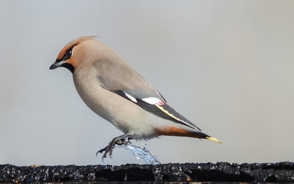 Прыг, скок. - Виктор Иванович Чернюк Прыг, скок. - Виктор Иванович Чернюк