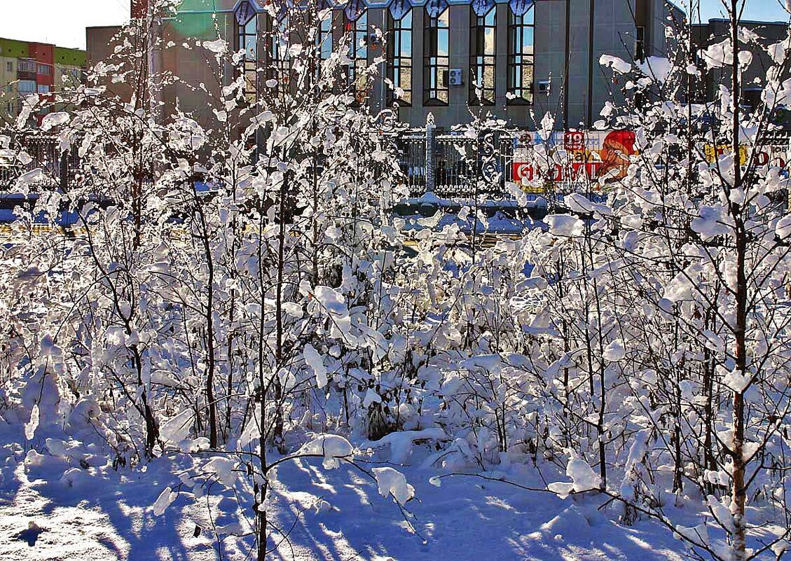 Ноябрьские.....стекляшки на кустах! - Владимир Ноябрьские.....стекляшки на кустах! - Владимир