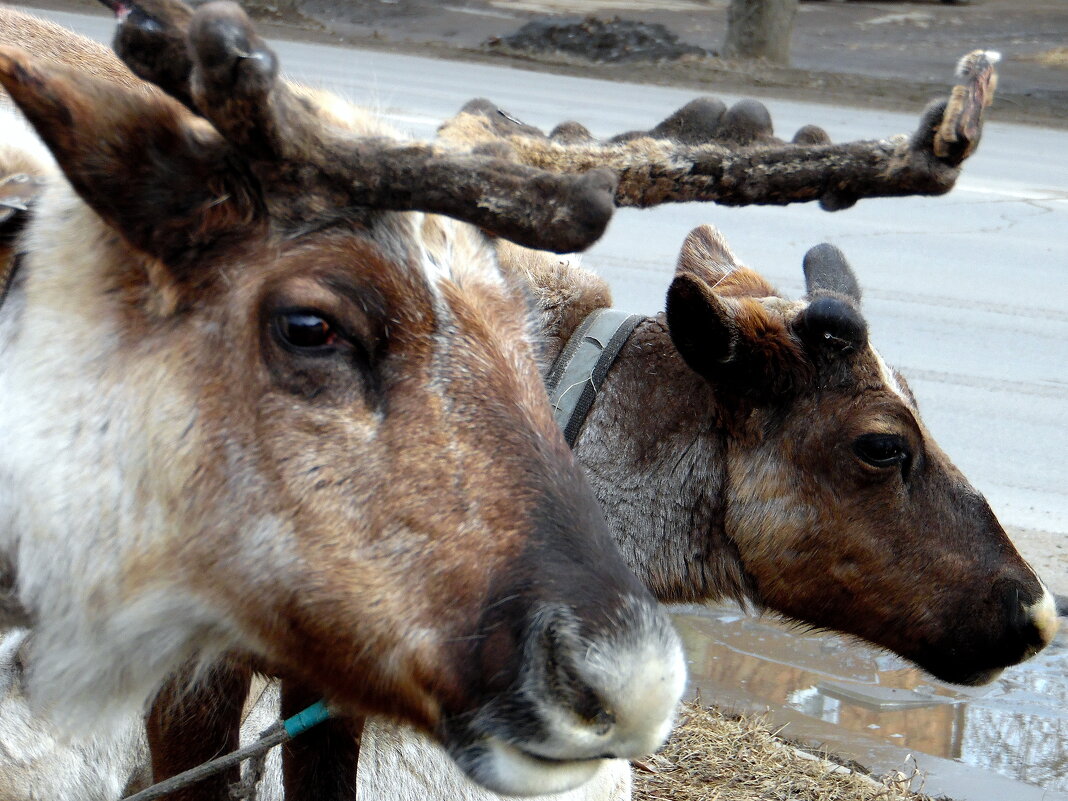 Олени. - nadyasilyuk Вознюк Олени. - nadyasilyuk Вознюк