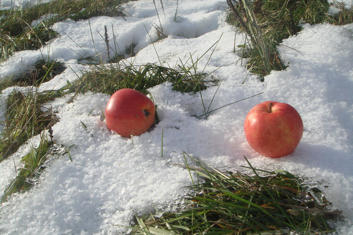 *** розовые на белом..." - Olga Oskolkova