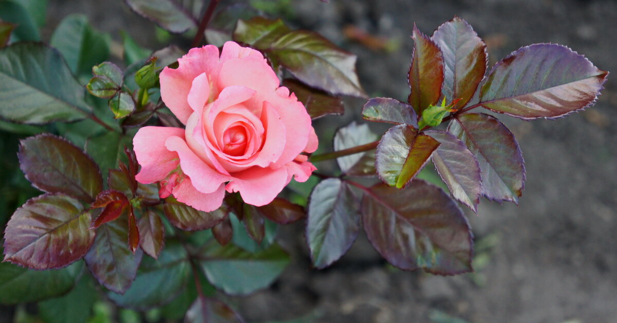 Лето,роза. - сергей ермошкин