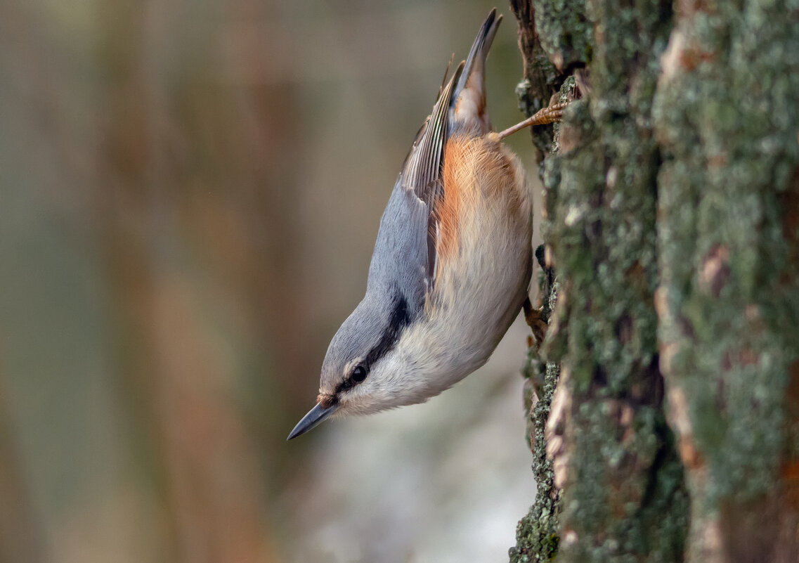 * - Виталий Емельянов