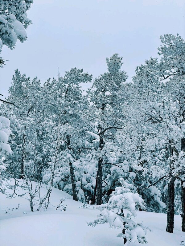 Снежный февраль - Георгиевич 