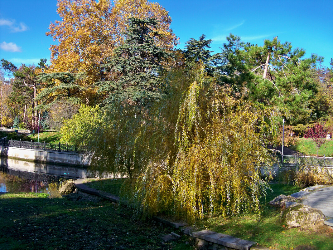 Природа Гагаринского парка - Валентин Семчишин Природа Гагаринского парка - Валентин Семчишин