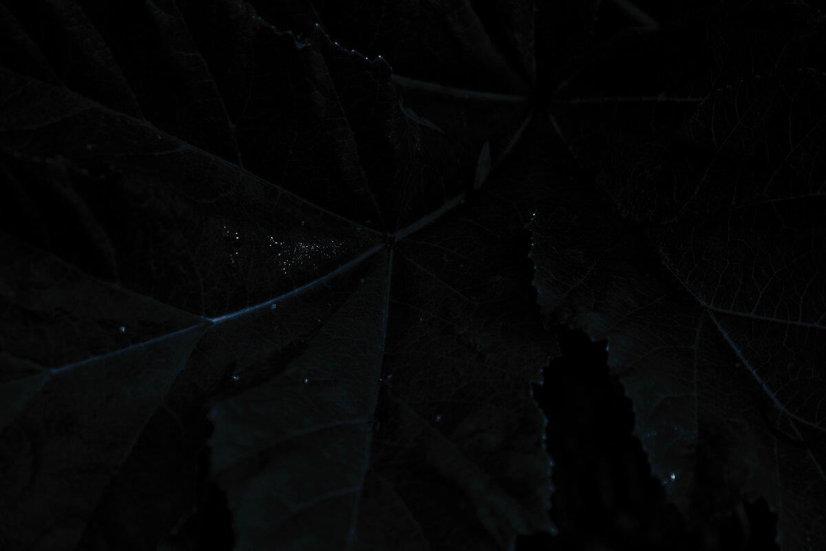 Название отсутствует - Денис Безногов Название отсутствует - Денис Безногов