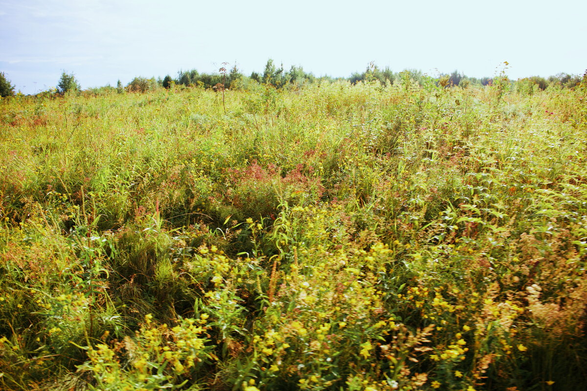 Название отсутствует - Денис Безногов Название отсутствует - Денис Безногов
