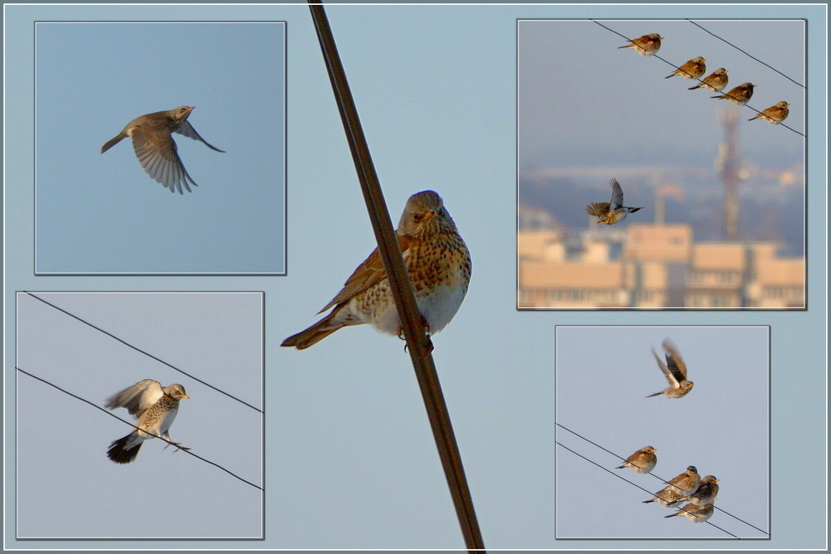 Неожиданные гости - Сеня Белгородский Неожиданные гости - Сеня Белгородский